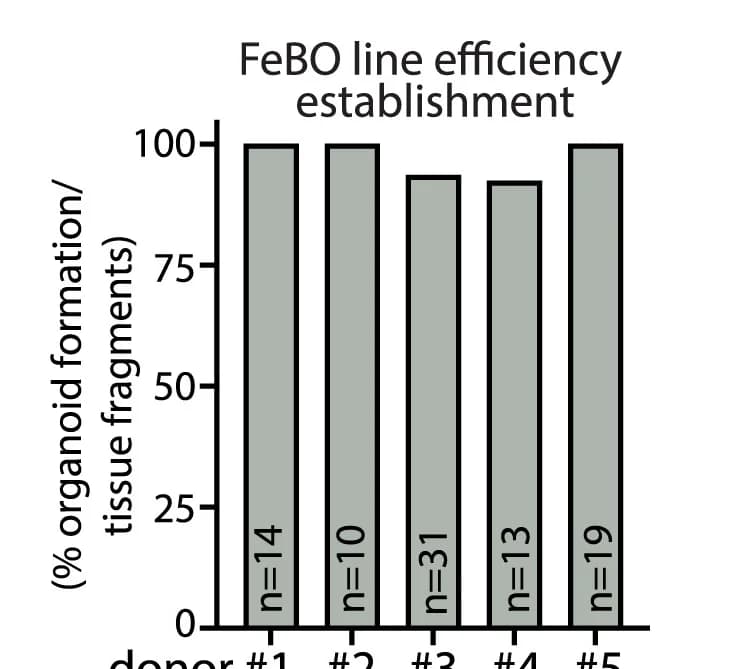 Open access visualization of Bar Plot, FeBO, Efficiency Rate, Quantification