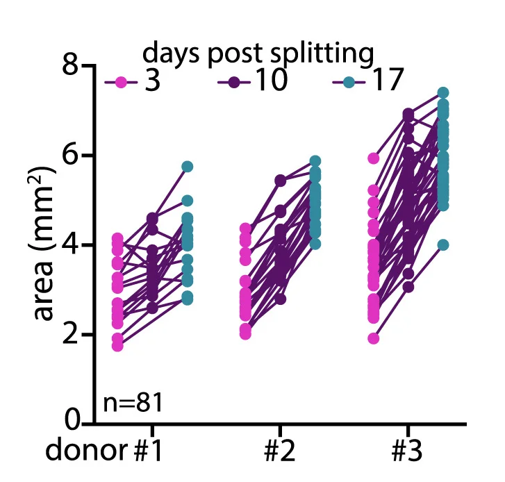 Open access visualization of Line Plot, Scatter Plot, Organoid Area, FeBO, Expansion