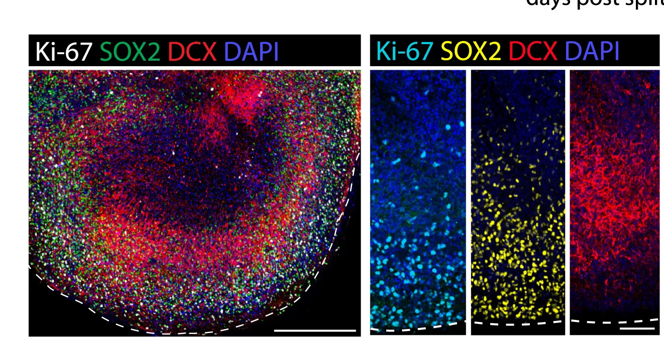 Open access visualization of Microscopy, Immunofluorescence, Markers, Cellular Composition, FeBO