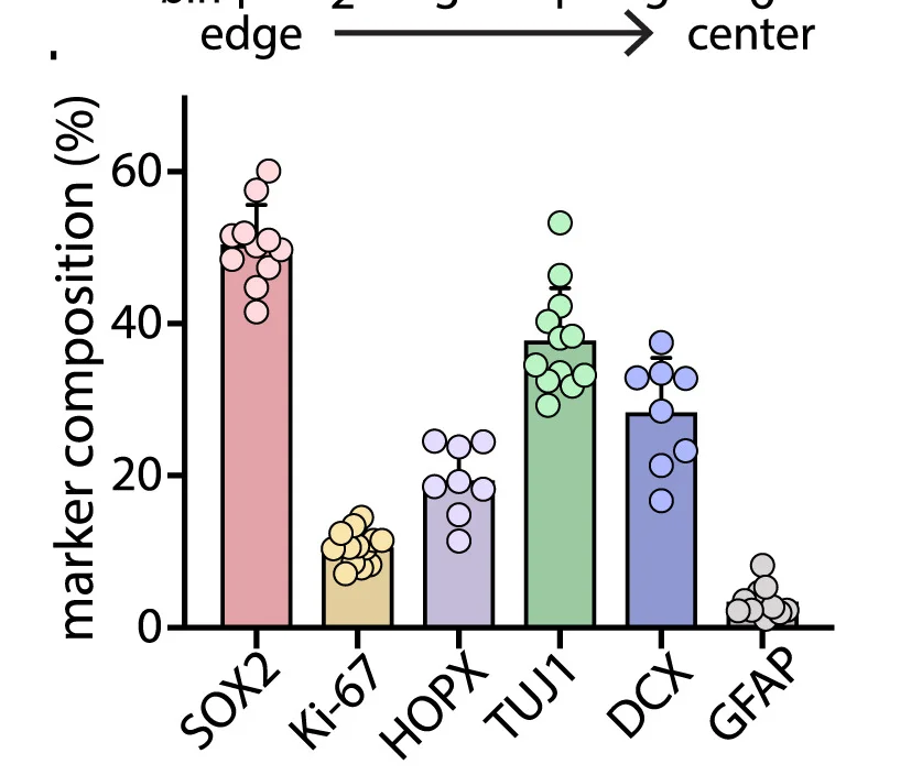 Open access visualization of Bar Plot, Scatter Plot, Marker Composition, FeBO, Neural Stem Cells