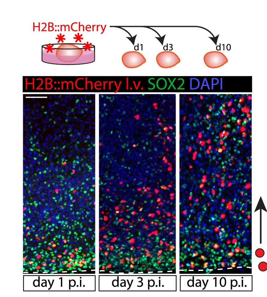 Open access visualization of Microscopy, Viral Labeling, Immunofluorescence, SOX2, H2B::mCherry