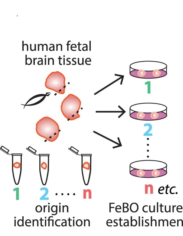 Open access visualization of Workflow, Illustration, Regional FeBOs, Strategy