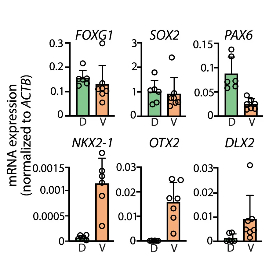 Open access visualization of Bar Plot, Scatter Plot, Error Bars, mRNA Expression, Regional Markers