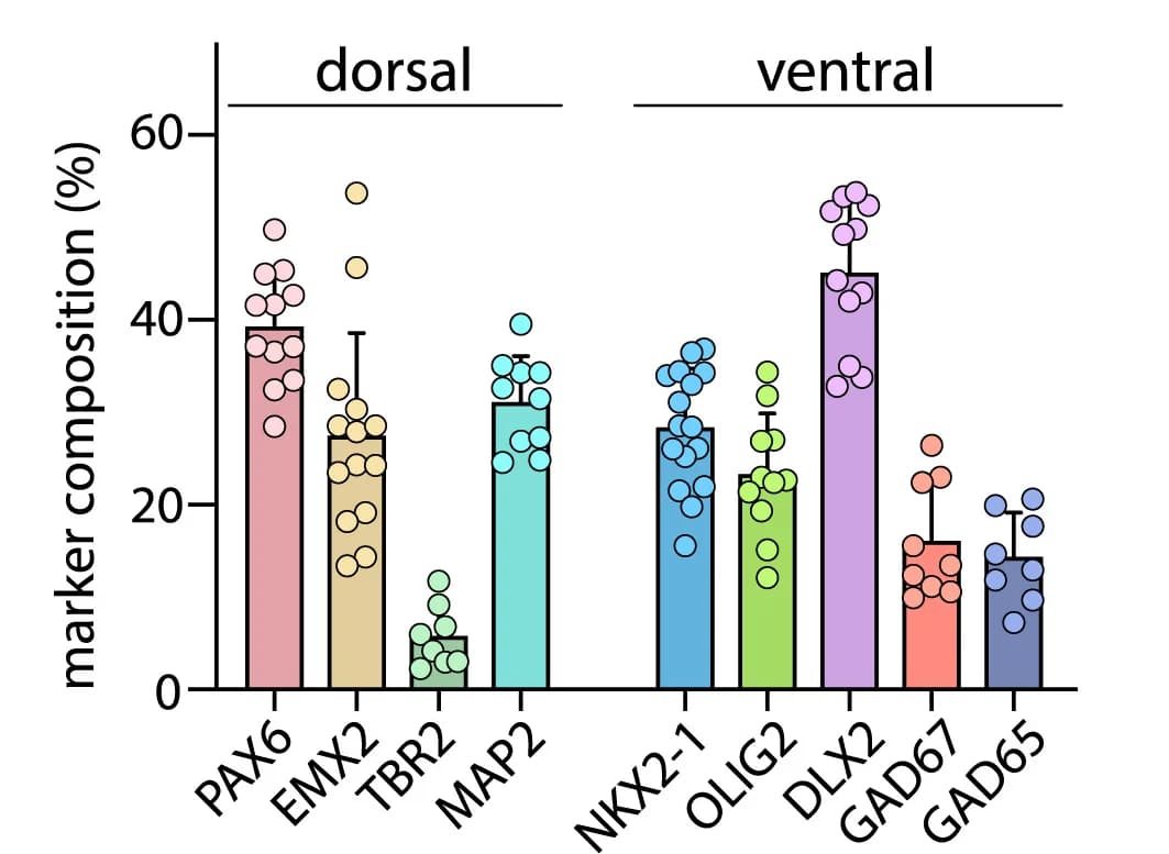Open access visualization of Bar Plot, Error Bars, Scatter Plot, Marker Composition, Dorsal Forebrain
