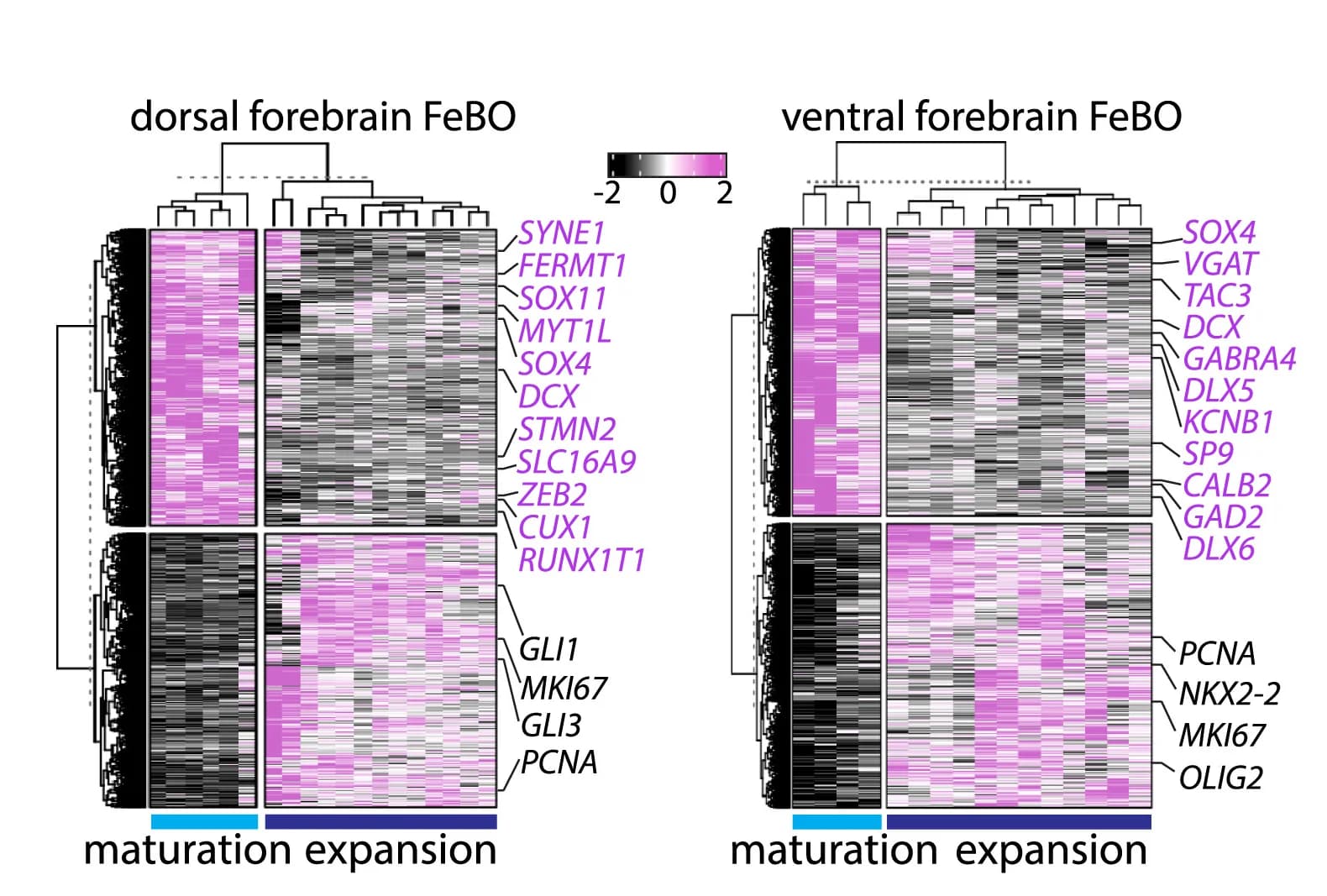 Open access visualization of Heatmap, Clustered, Heatmaps, Differentially Expressed Genes, FeBOs