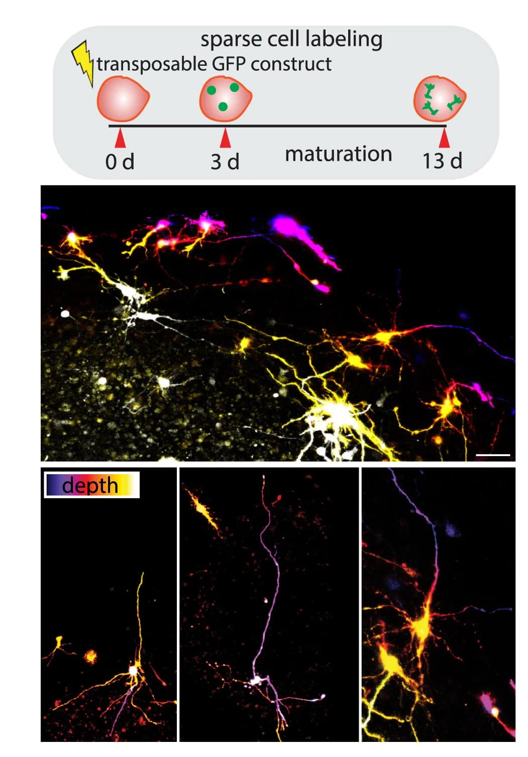 Open access visualization of Microscopy, Workflow, Calcium Recording, Fluorescence Intensity, Matured FeBO Slices