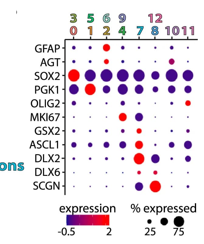 Open access visualization of Bubble Plot, Heatmap, Dot Plot, Cell Type Markers, Ventral Forebrain FeBOs