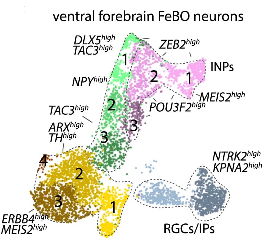 Open access visualization of Scatter Plot, UMAP, PCA, Subclustering Analysis, Neurogenic Populations