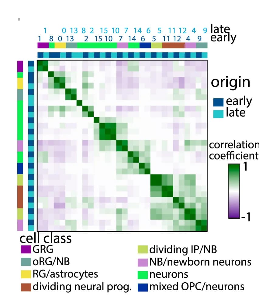 Open access visualization of Heatmap, Correlation Plot, Early Passage Clusters, Late Passage Clusters, Cell Identities