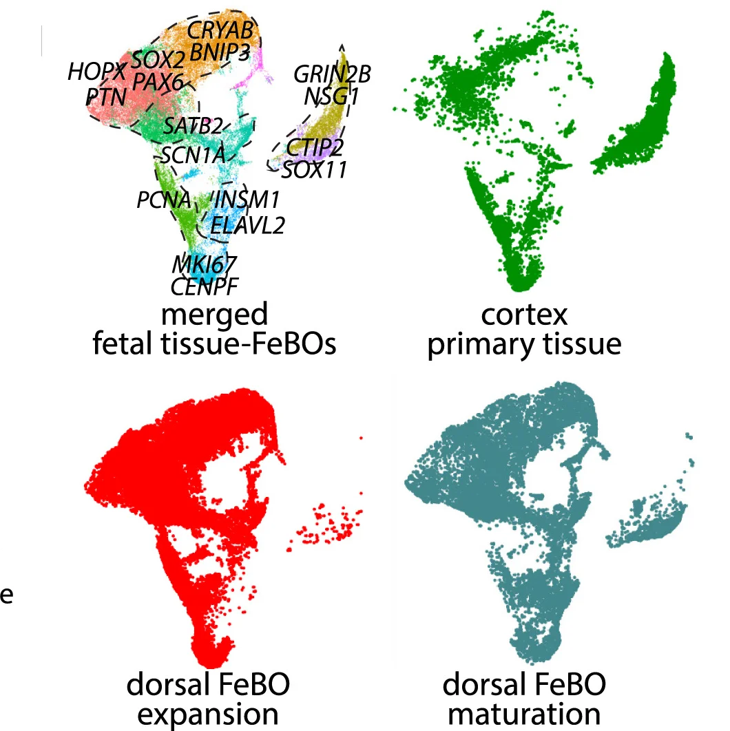 Open access visualization of Scatter Plot, UMAP, UMAP Plots, Integration, Expanding Cells