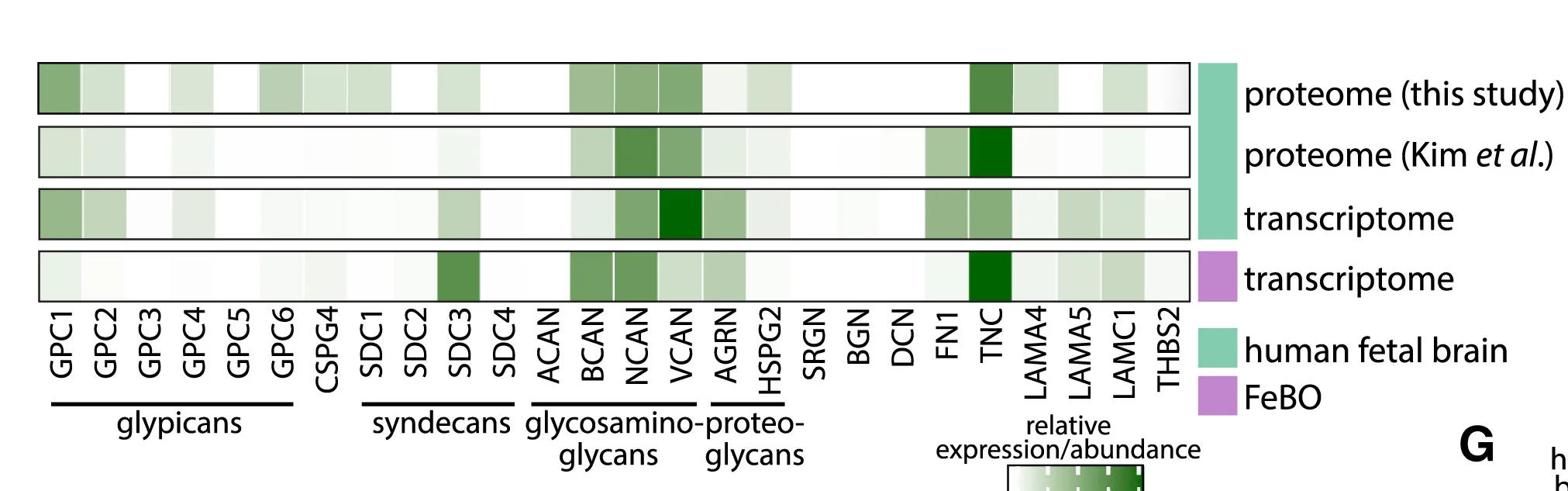 Open access visualization of Heatmap, mRNA Expression, ECM, FeBOs, Fetal Brain