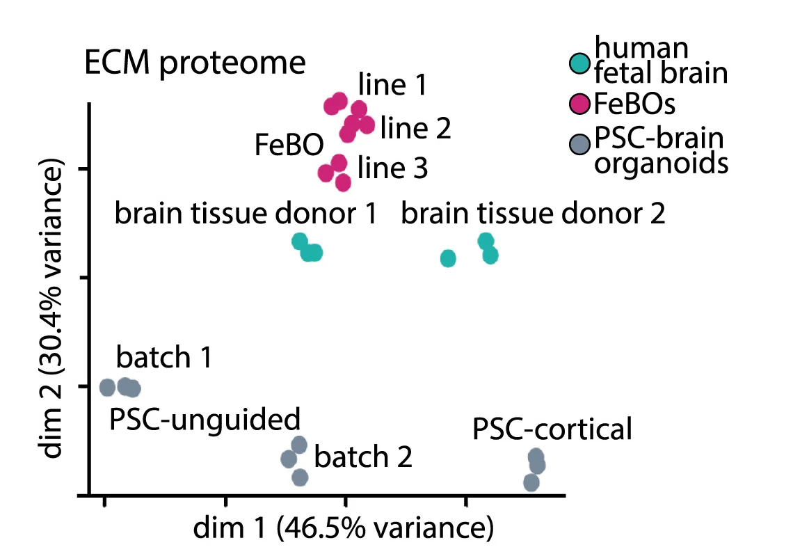 Open access visualization of Scatter Plot, PCA, ECM Proteomes, Fetal Brain Tissue, FeBOs