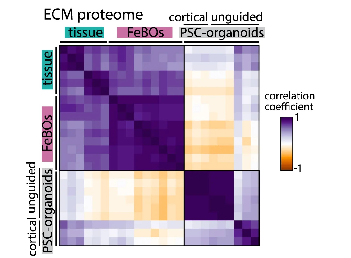 Open access visualization of Heatmap, Clustered, Correlation Plot, ECM Proteomes