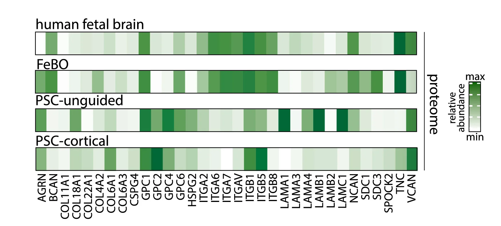Open access visualization of Heatmap, Heatmaps, Protein Abundance, ECM
