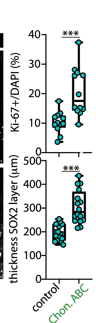 Open access visualization of Box Plot, Scatter Plot, Ki-67, DAPI, SOX2
