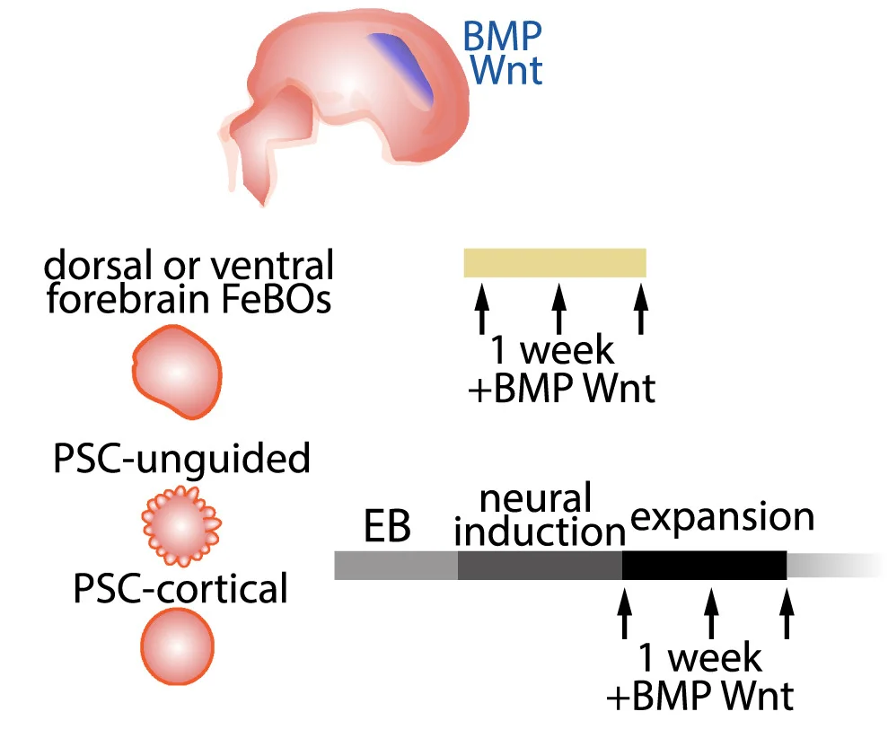 Open access visualization of Workflow, Flowchart, Illustration, Morphogen Responses, Forebrain FeBOs