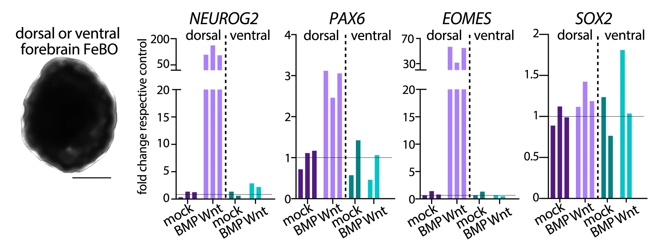 Open access visualization of Bar Plot, Photo, Brightfield Image, FeBO, mRNA Expression Analysis
