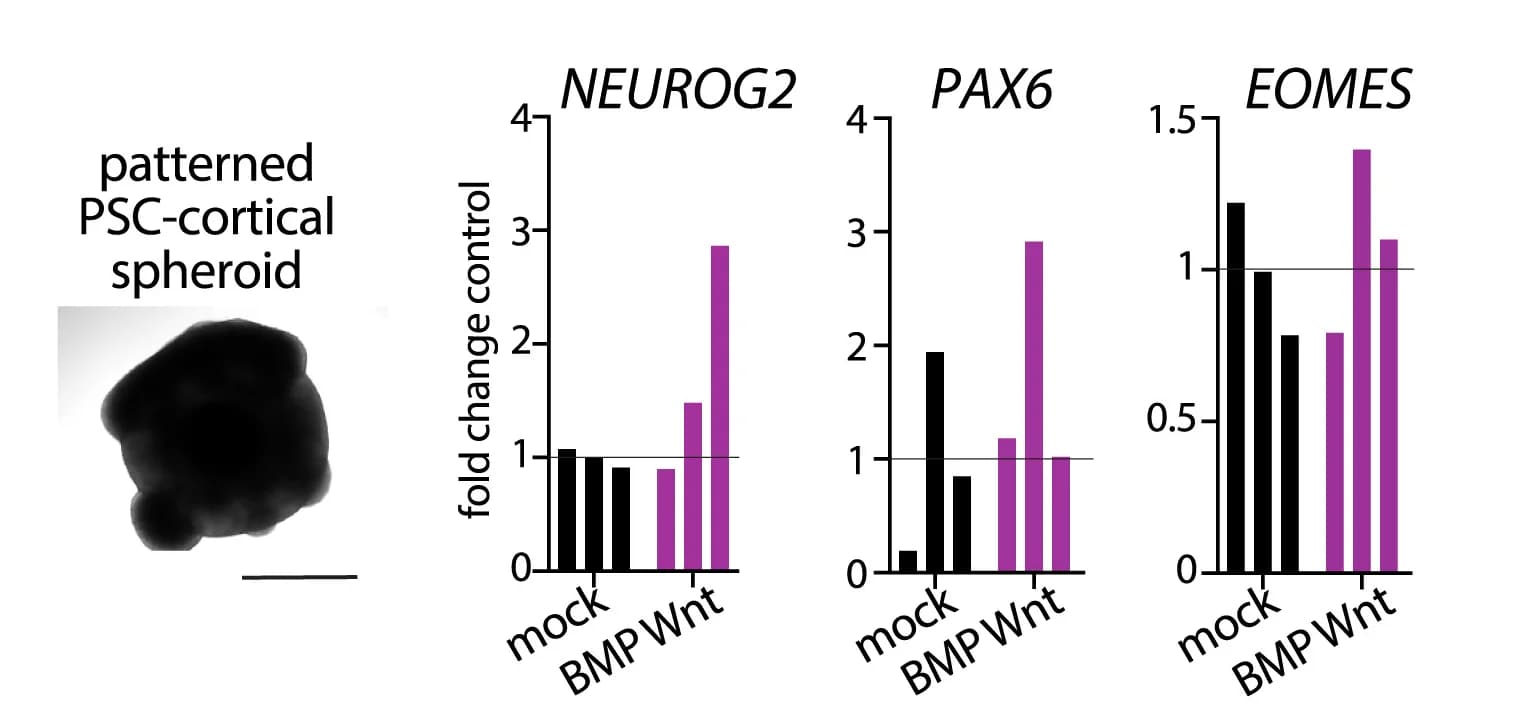 Open access visualization of Bar Plot, Brightfield Image, PSC-Cortical Spheroid, mRNA Expression Analysis, qPCR