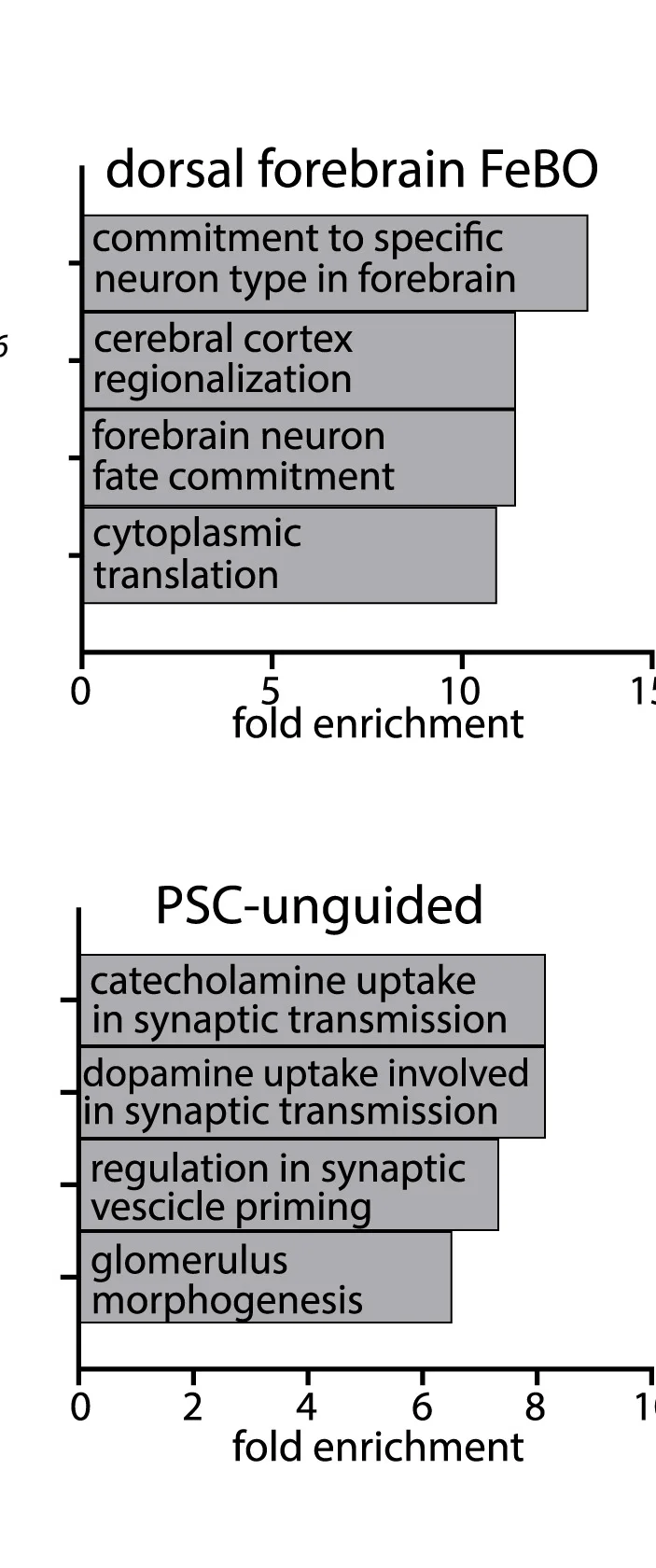 Open access visualization of Bar Plot, GO-Term Enrichment Analysis, Upregulated Genes, Forebrain FeBOs, PSC-Cerebral Organoids