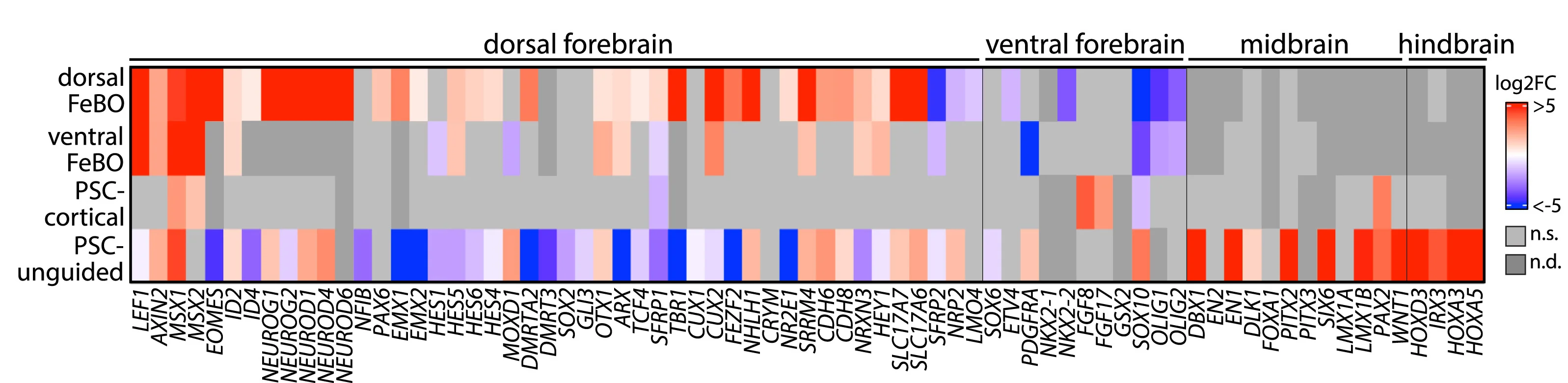 Open access visualization of Heatmap, log2FC Trends, Brain Region Markers, Experimental Models, BMP+Wnt Exposure