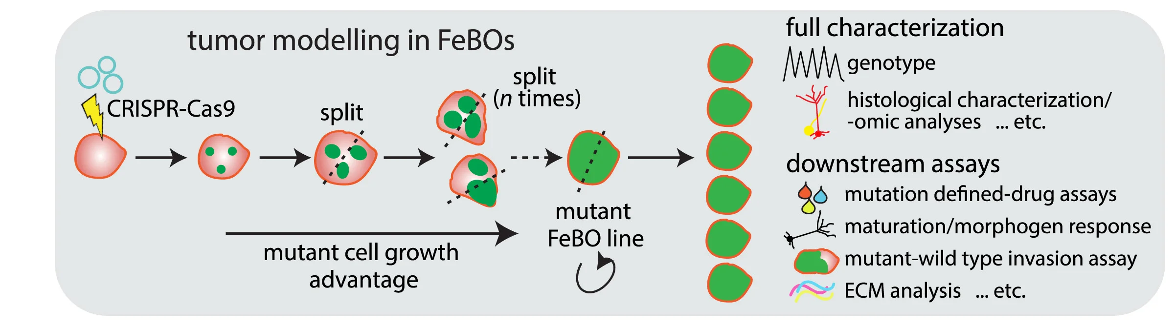 Open access visualization of Workflow, Illustration, Tumor Modeling, Genetic Engineering, Downstream Analyses