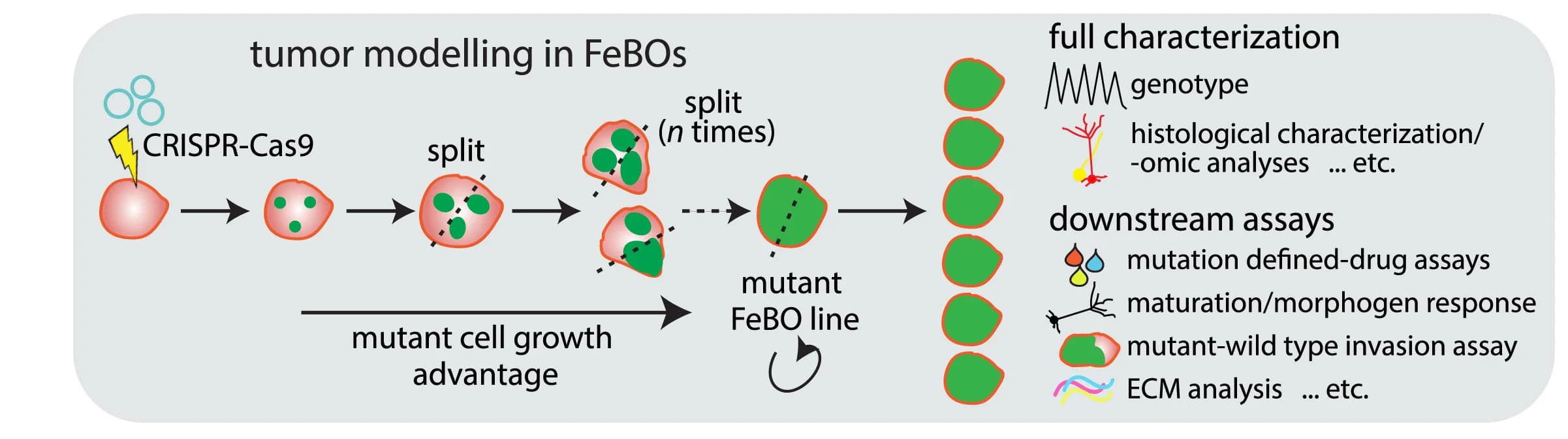 Molecular Mechanism Visualization: Pathway Diagrams in Cell Biology Research