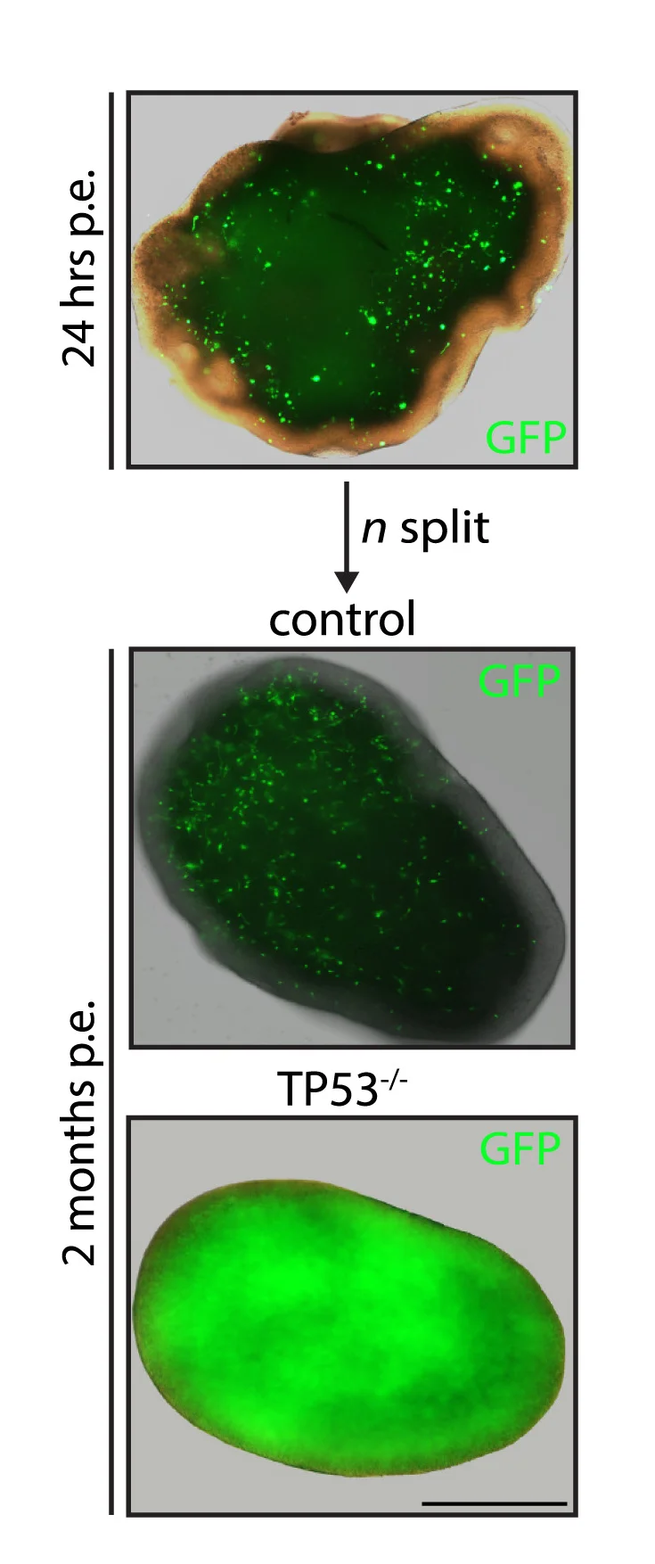 Open access visualization of Microscopy, Brightfield, GFP Fluorescence, Transfected Cells, Electroporation