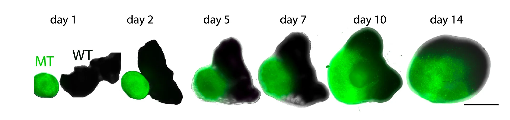 Open access visualization of Microscopy, Brightfield, GFP Fluorescence, Invasion Assay, TP53-/- Mutant
