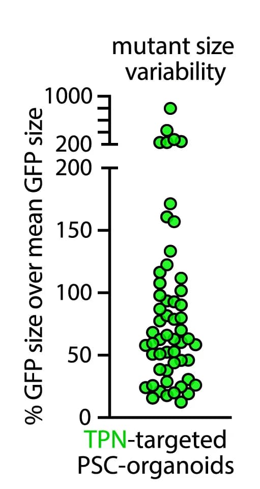 Open access visualization of Scatter Plot, GFP Fluorescence, Isogenic Organoids, TPN FeBO