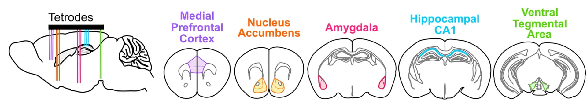 Open access visualization of Illustration, Brain Region, Multichannel Recording, Tetrodes, PFC