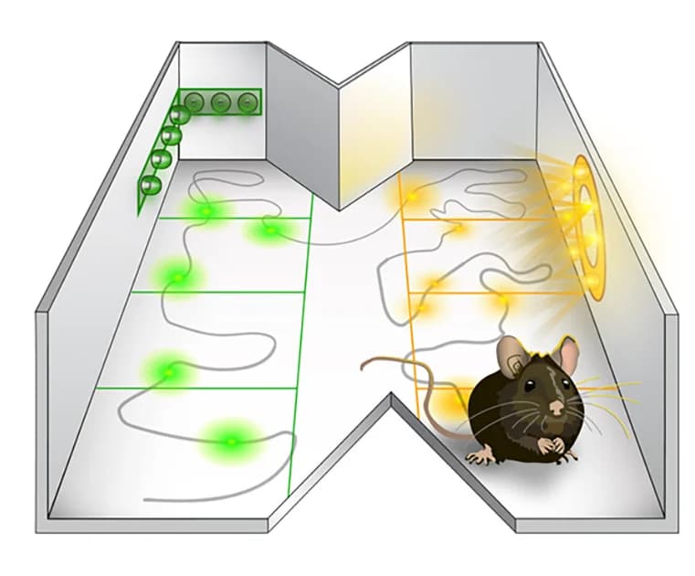 Open access visualization of Illustration, LED Activation System, Cocaine, Saline, Place Preference