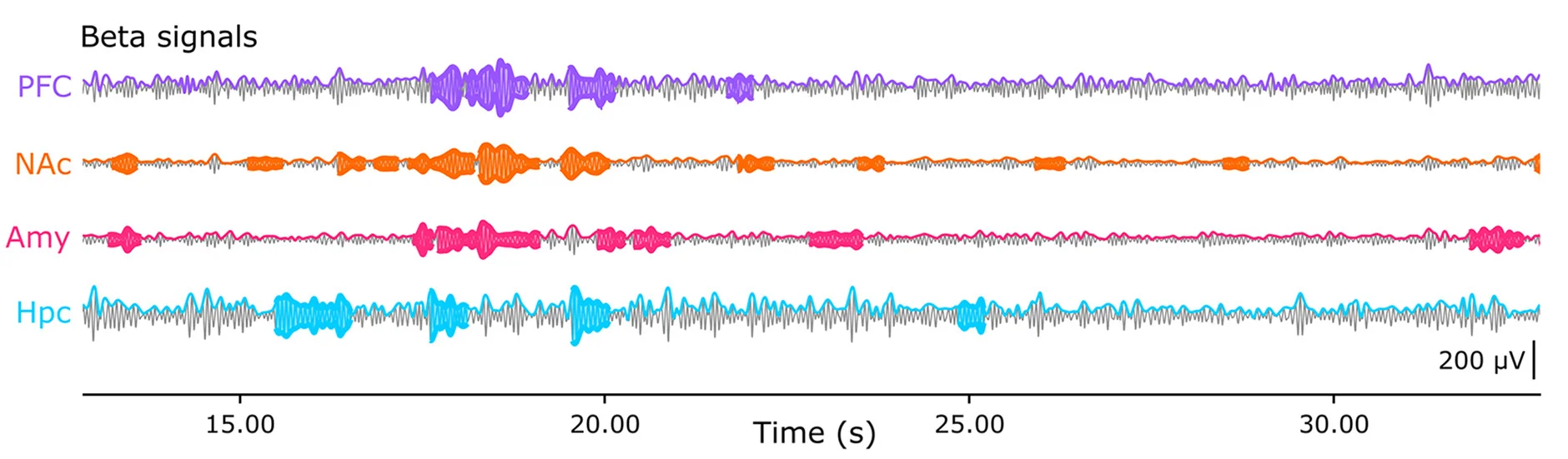 Open access visualization of Line Plot, Beta-Band Signals, PFC, NAc, Amy