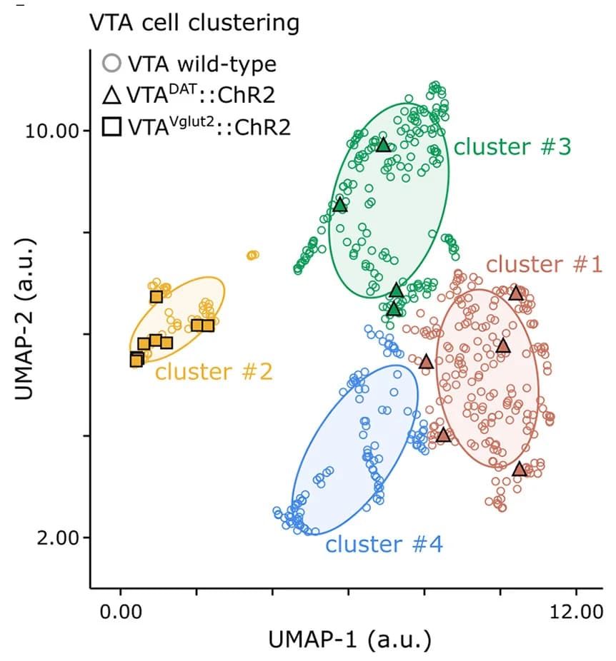 Open access visualization of Scatter Plot, UMAP, VTA Neuron, Electrophysiology, Clustering
