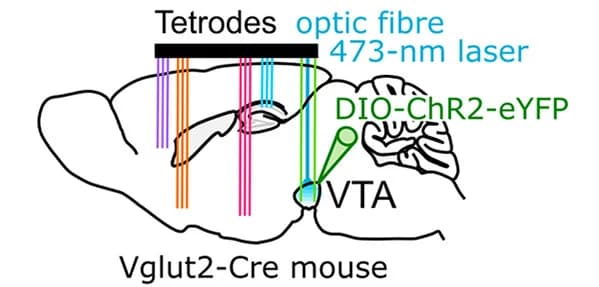 Open access visualization of Illustration, Brain Region, Optic Fibers, Glutamatergic Neurons, VTA
