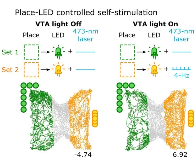 Open access visualization of Workflow, Line Plot, LED, Neurons, Behavioral Preference