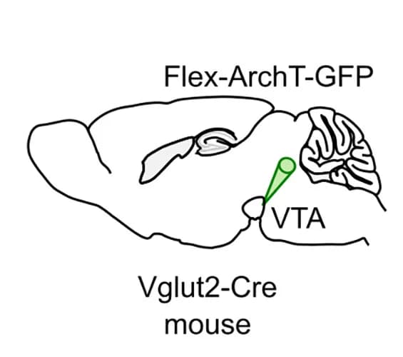 Open access visualization of Illustration, VTA, VGlut2-Cre Mice, ArchT-GFP