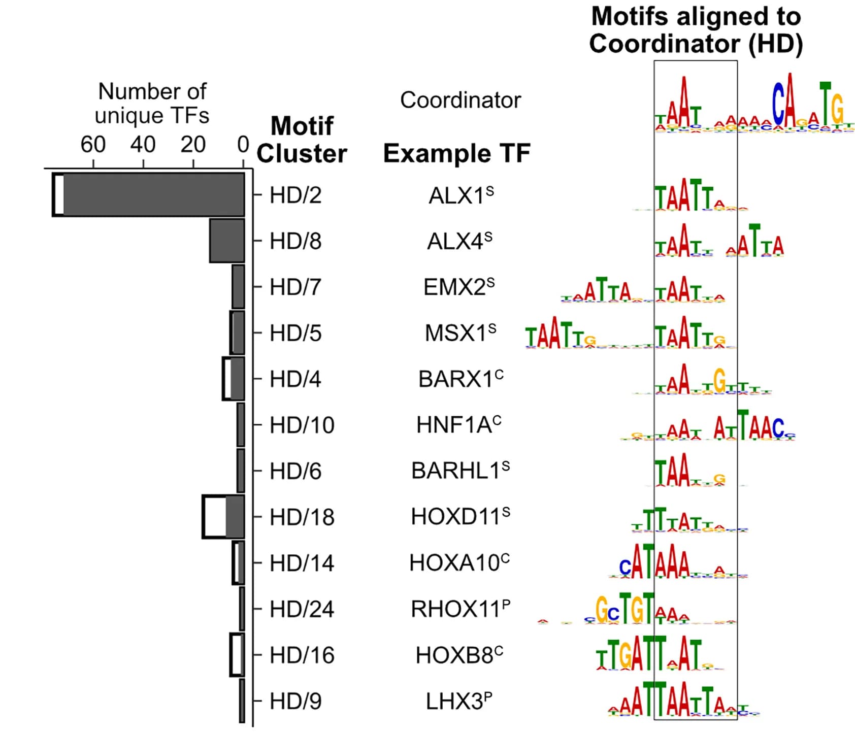 Open access visualization of Bar Plot, Motif Clusters, Motifs, Homeodomain