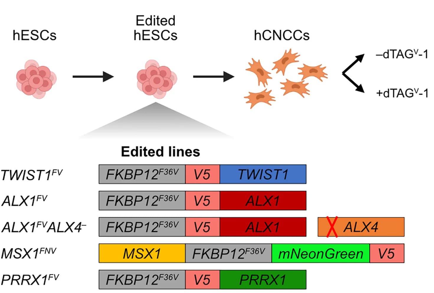 Open access visualization of Workflow, Illustration, TF Tagging, Knockout