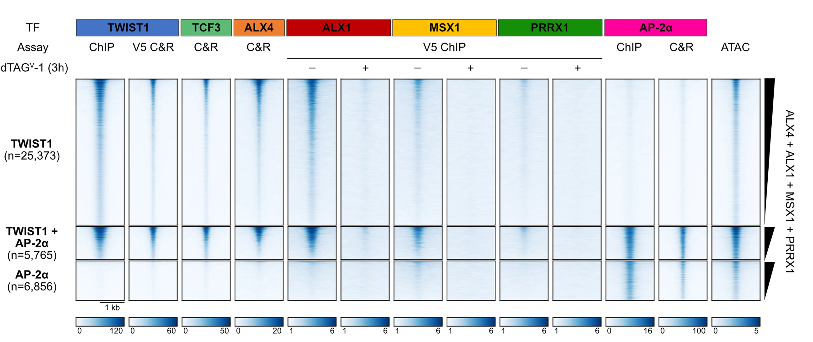 Open access visualization of Heatmap, TF Binding, ChIP, CUT&RUN, Chromatin Accessibility