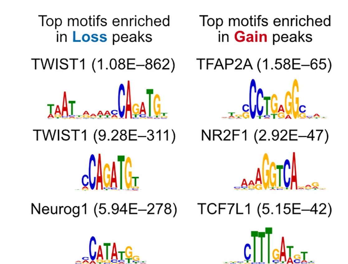 Open access visualization of Illustration, Motif Clusters, Enhancers, Chromatin Accessibility, TWIST1 Depletion