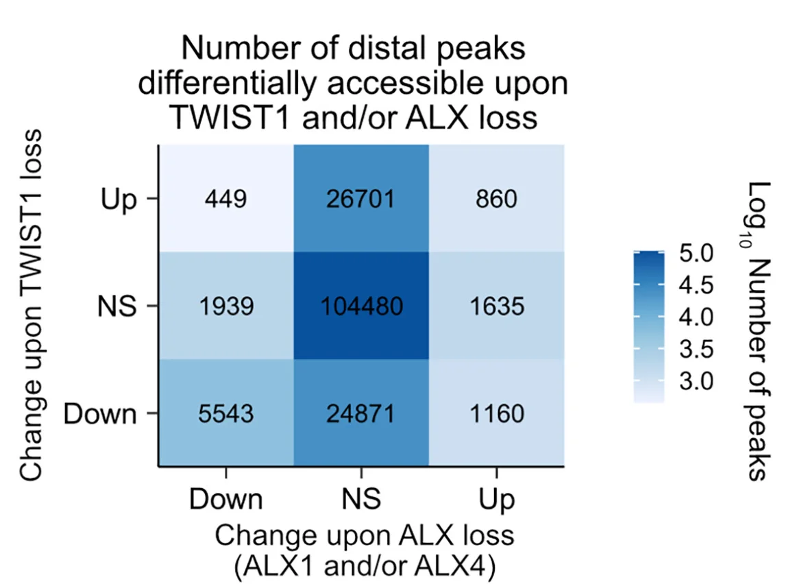 Open access visualization of Heatmap, Chromatin Accessibility, ALX1, ALX4, TWIST1