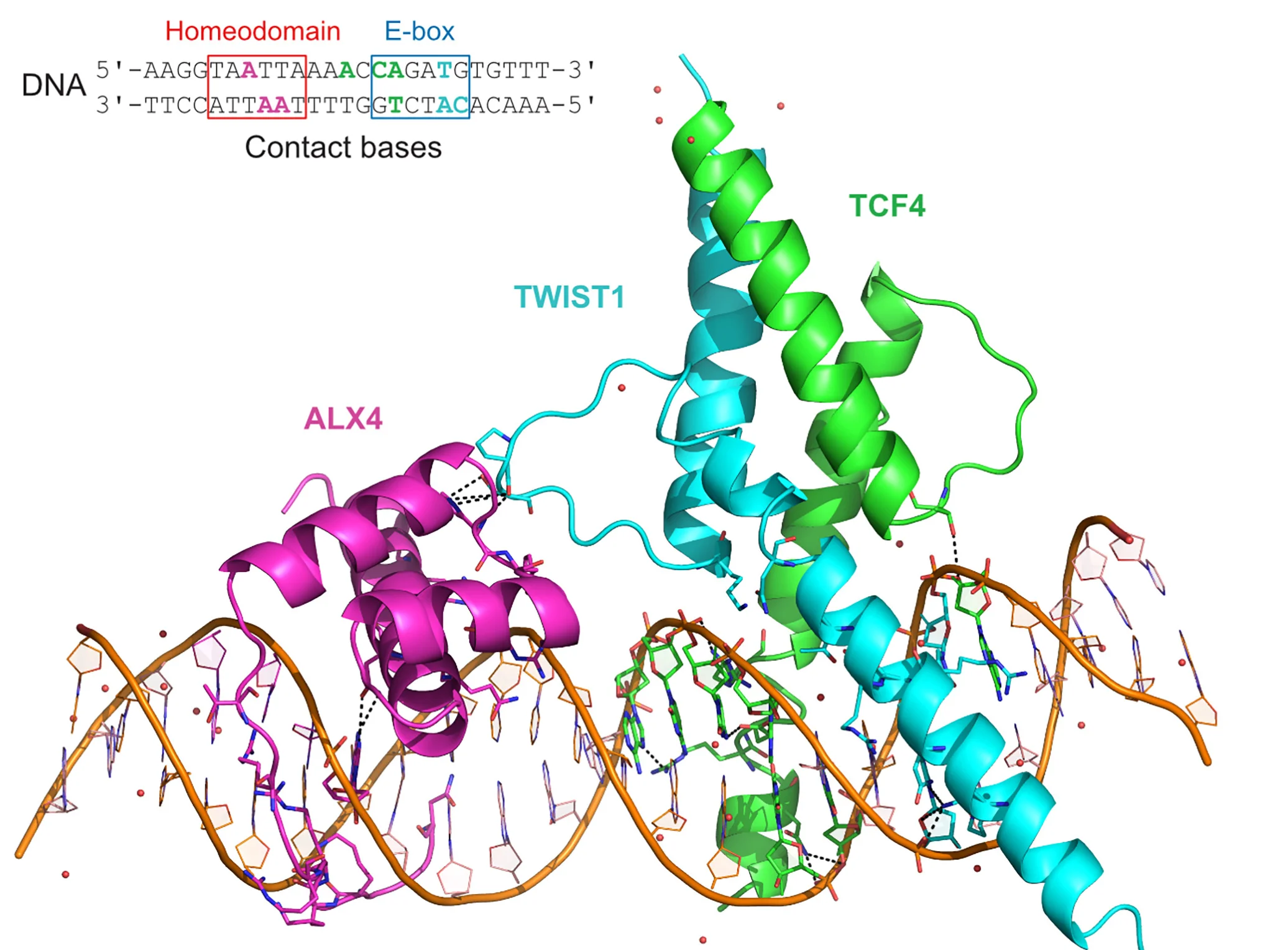 Open access visualization of Protein Structure, Chemical Structure, 3D Structure, TWIST1, TCF4