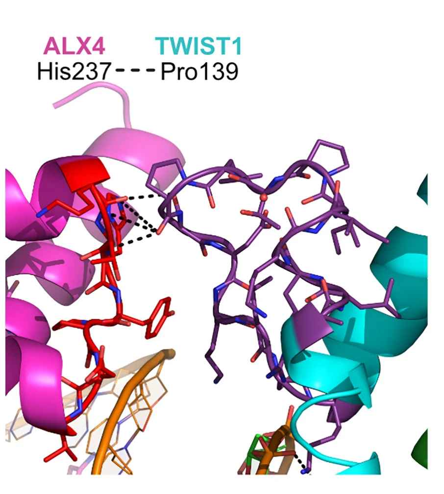Open access visualization of Protein Structure, ALX4, TWIST1, Protein Interaction