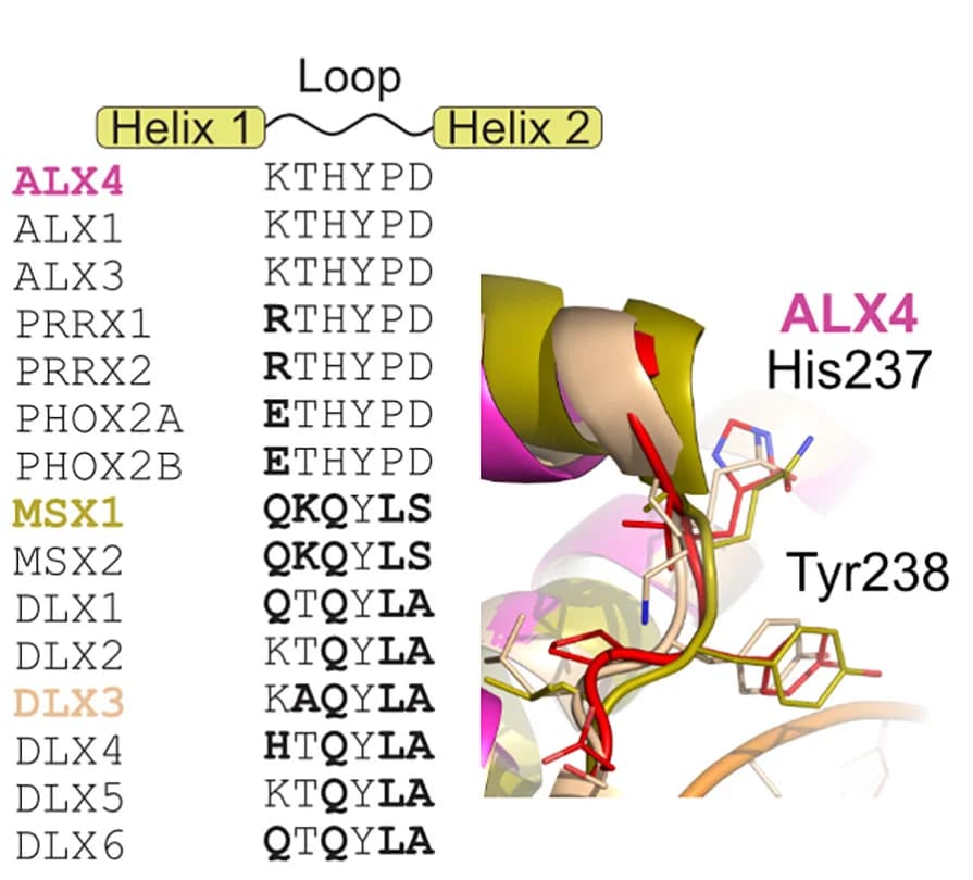 Open access visualization of Protein Structure, Sequence Alignment, Homeodomain, ALX4, MSX1
