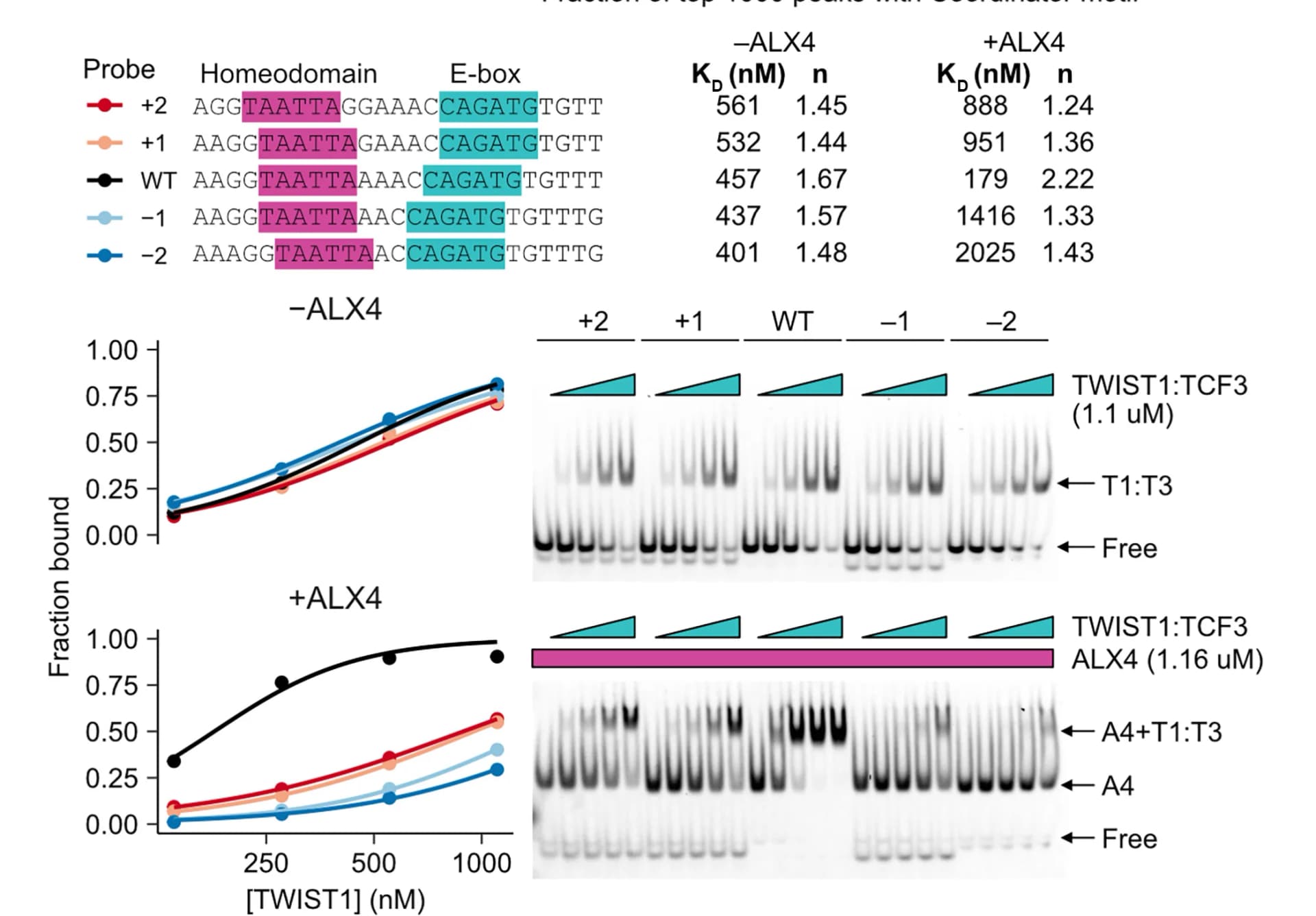 Open access visualization of Line Plot, Gel, EMSA, Probe Sequences, Hill Curve