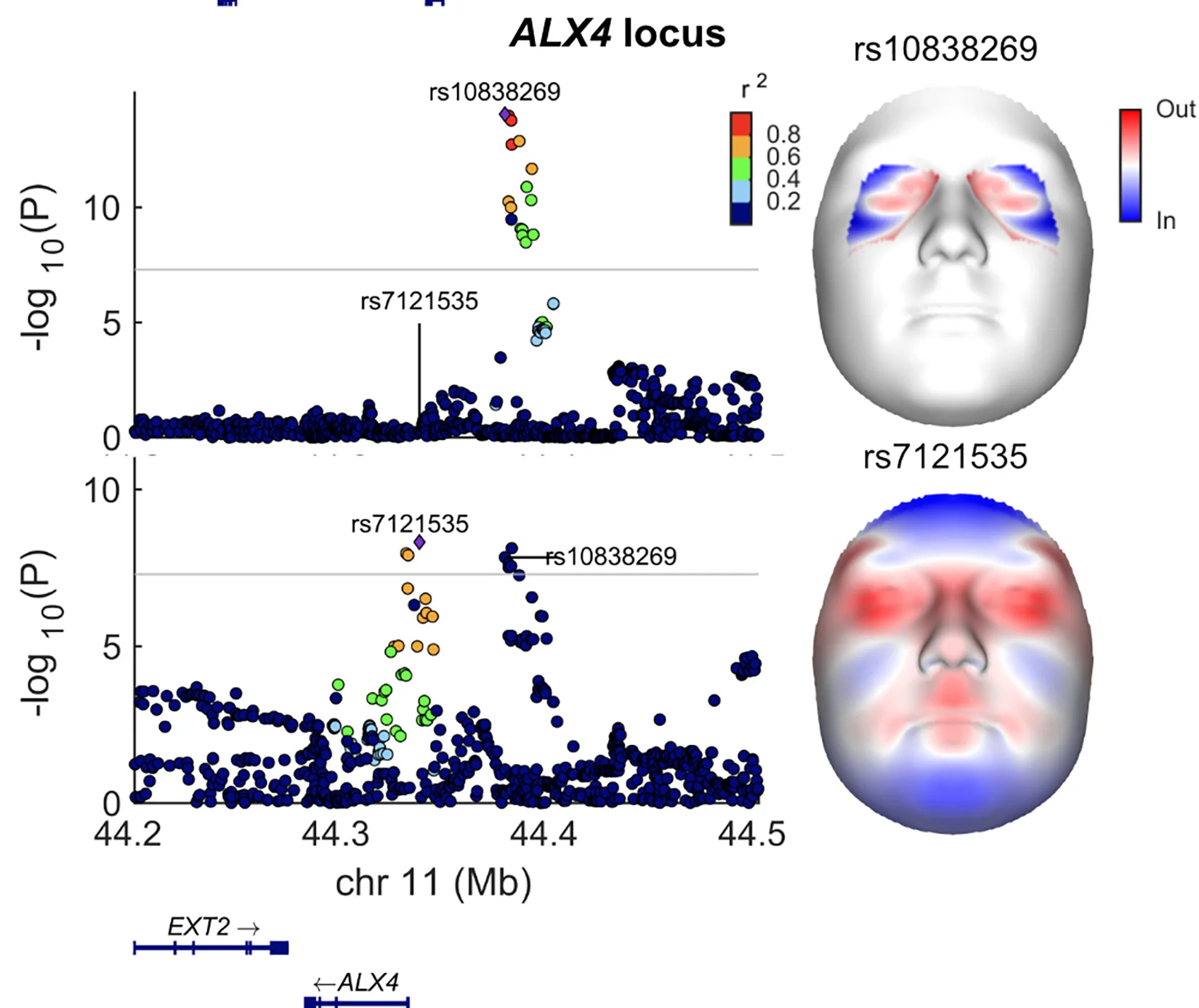 Open access visualization of Scatter Plot, 3D Plot, Facial Shape, Genetic Variants, ALX4