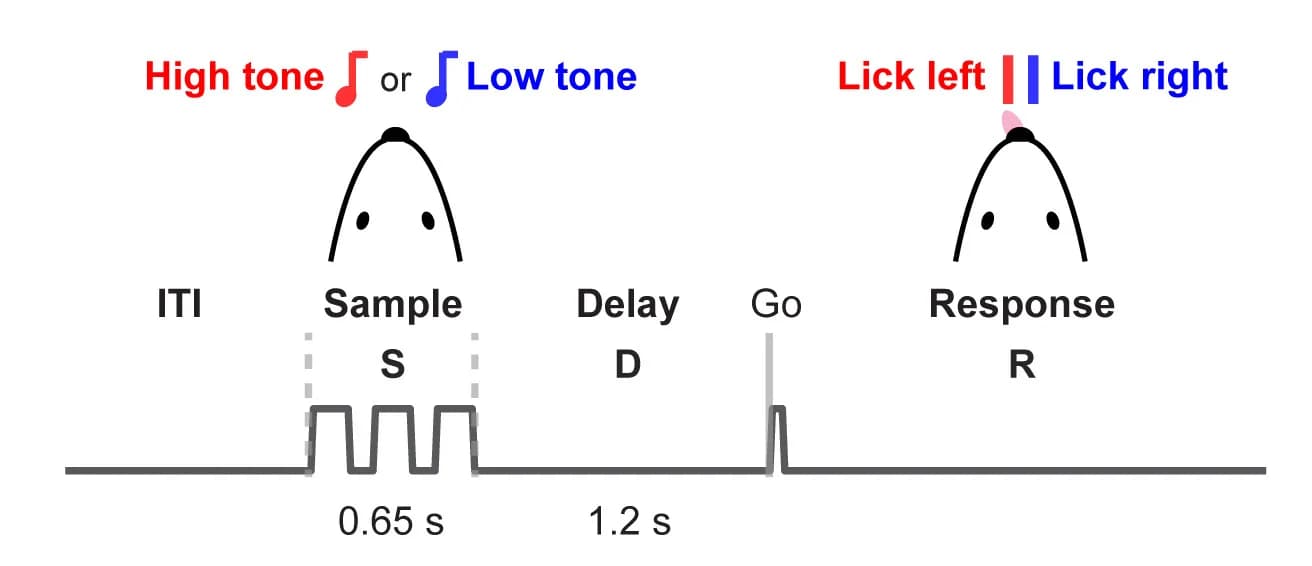 Open access visualization of Workflow, Illustration, Licking Task, Auditory Stimuli, Behavioral Task
