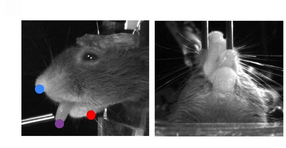 Open access visualization of Photo, Video Analysis, Nose Tracking, Tongue Tracking, Jaw Tracking