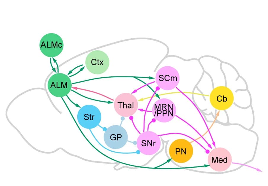Open access visualization of Pathway, Brain Areas, ALM Connections, Isocortex, Striatum