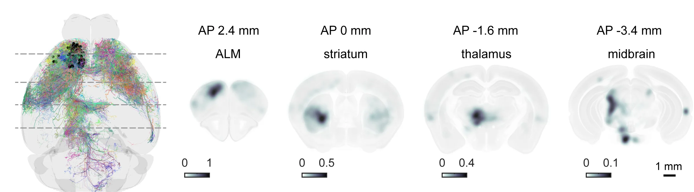 Open access visualization of Microscopy, Heatmap, ALM Neurons, Projection Zones, Soma Locations